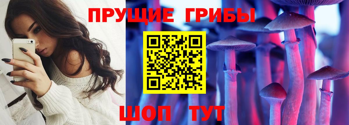 закладки  Богданович  Псилоцибиновые грибы прущие грибы  Псилоцибиновые грибы Magic Shrooms 